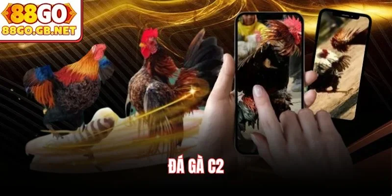 Đá gà C2