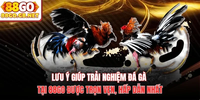 Lưu ý giúp trải nghiệm đá gà tại 88Go được trọn vẹn, hấp dẫn nhất