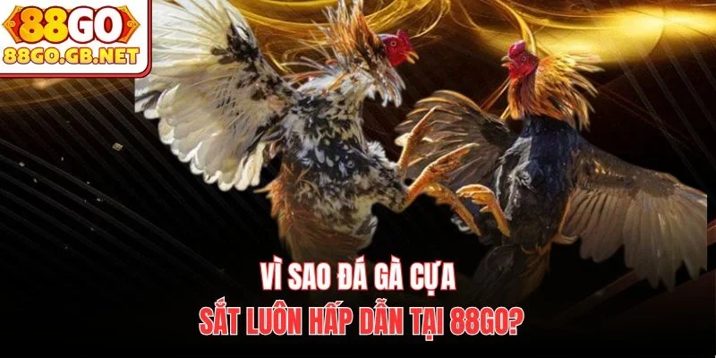 Vì sao đá gà cựa sắt luôn hấp dẫn tại 88Go?